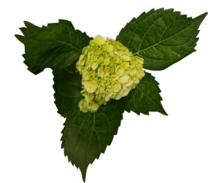 minigreen-hydrangea