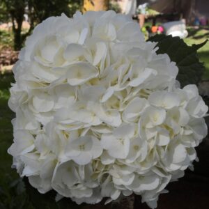 Hydrangea Premium White # 3